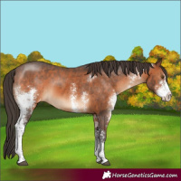 Horse Color:Brown Sabino Appaloosa