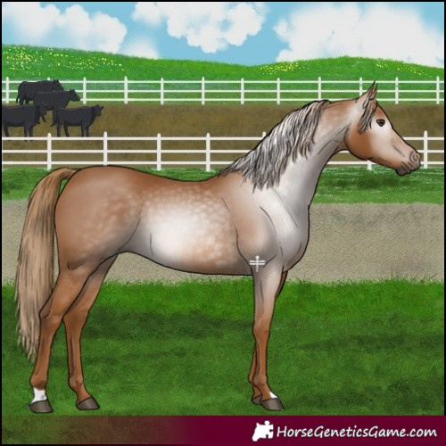 Horse Color:Gray Chestnut 