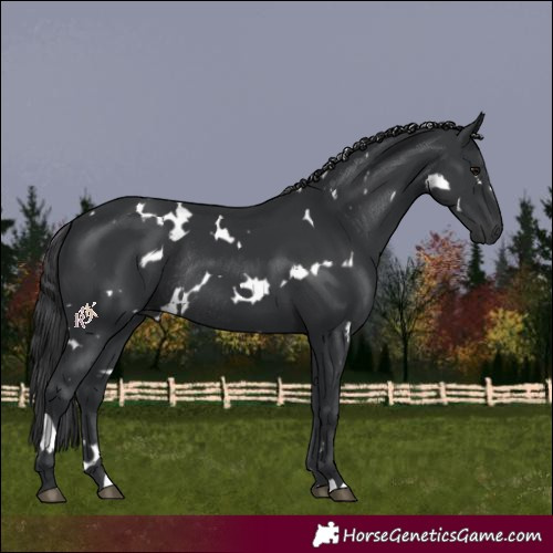 Horse Color:White Spotted Black Rabicano 