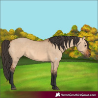 Horse Color:Bay Dun 