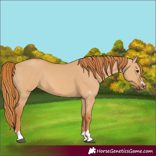 Horse Color:Red Dun 