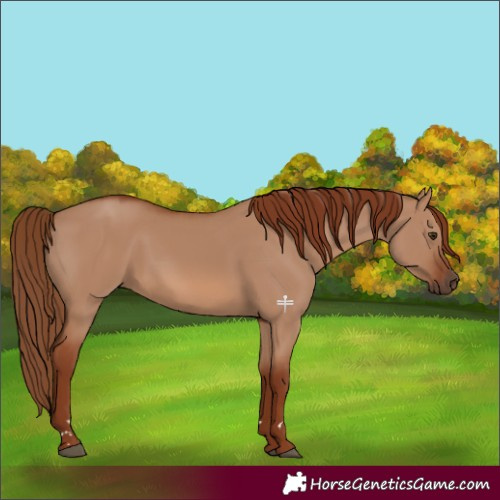 Horse Color:Red Dun 