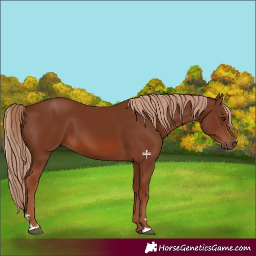Horse Color:Chestnut 