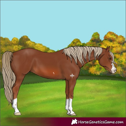 Horse Color:Chestnut 