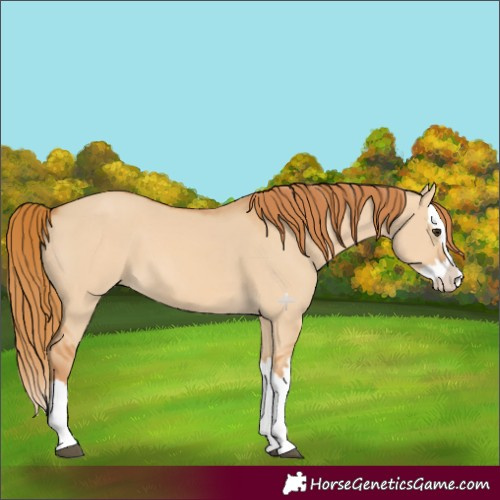 Horse Color:Red Dun Splash 