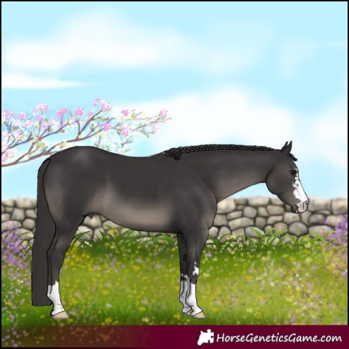 Horse Color:Smoky Black 