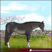 Horse Color:Smoky Black 