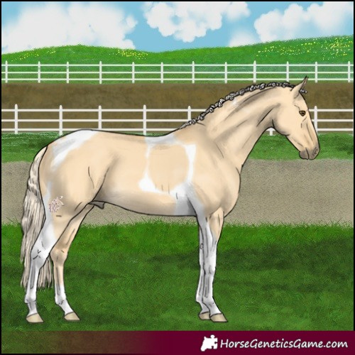 Horse Color:Palomino Dun Tobiano 