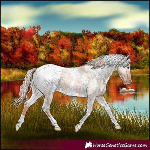 Horse Color:White Spotted Red Dun Appaloosa 