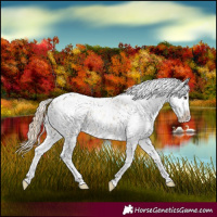 Horse Color:White Spotted Red Dun Blanket 