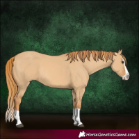 Horse Color:Red Dun Splash 