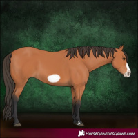 Horse Color:Bay Frame 