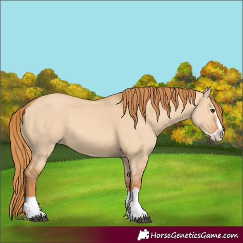 Horse Color:Red Dun Splash 