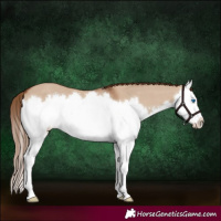 Horse Color:Red Dun Sabino Splash 