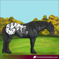 Horse Color:Black Appaloosa 
