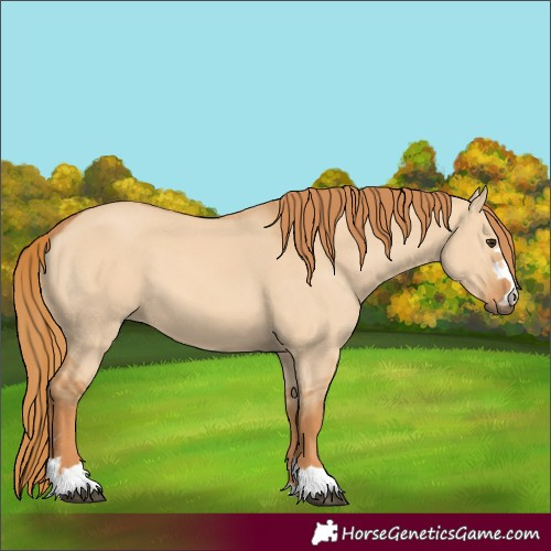 Horse Color:Red Dun 