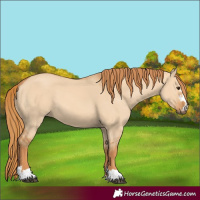 Horse Color:Red Dun 
