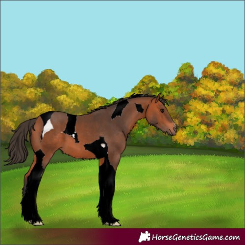 Horse Color:Bay Tobiano