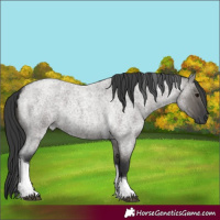 Horse Color:Grullo Roan Tobiano