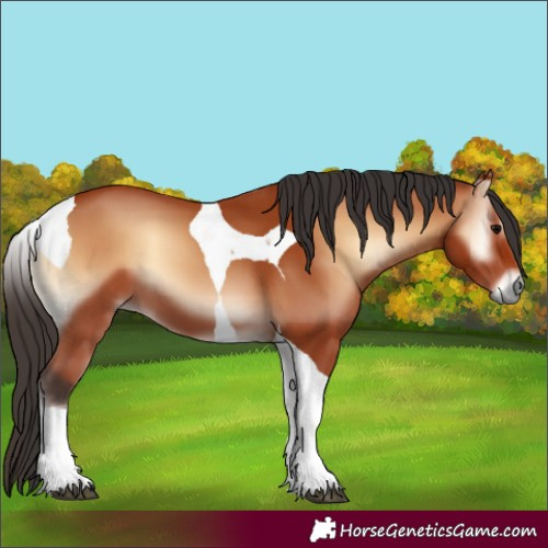 Horse Color:Bay Onyx Tobiano 