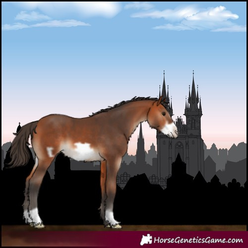 Horse Color:Bay Frame 