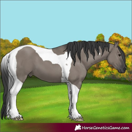 Horse Color:Grullo Tobiano 