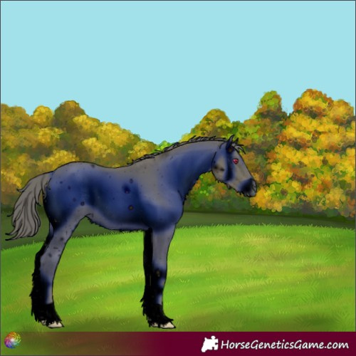 Horse Color:ERROR: UNKNOWN ANOMALY
