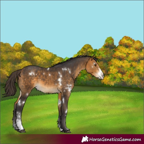 Horse Color:White Spotted Buckskin Sabino 