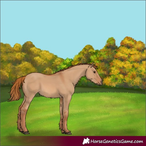 Horse Color:Red Dun 