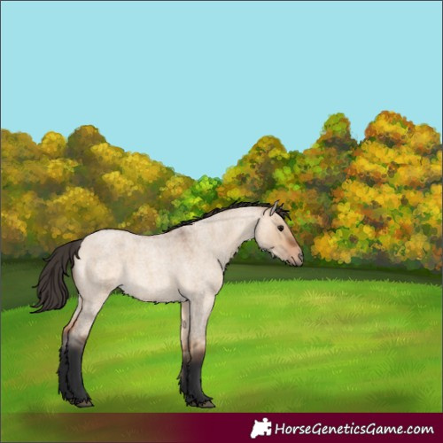 Horse Color:Bay Roan Dun 
