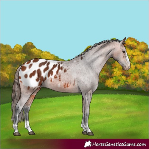 Horse Color:Bay Appaloosa 