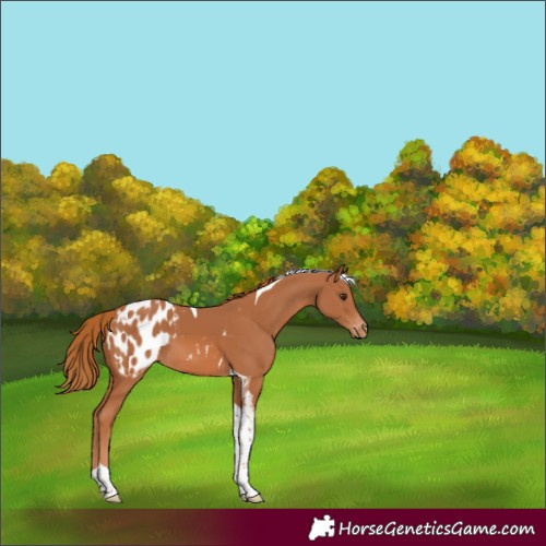 Horse Color:Chestnut Tobiano Appaloosa