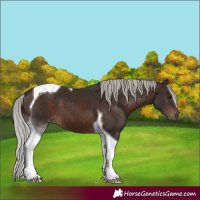 Horse Color:Silver Brown Tobiano 