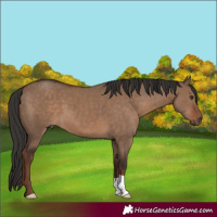 Horse Color:Liver Red Dun 