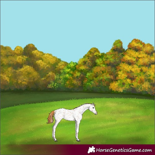 Horse Color:Red Roan Appaloosa 