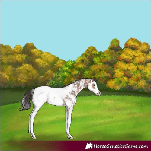 Horse Color:Bay Sabino Splash Appaloosa