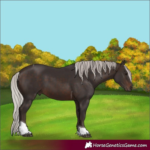 Horse Color:Silver Brown Tobiano 