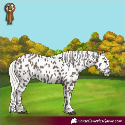 Horse Color:Silver Black Tobiano Appaloosa 