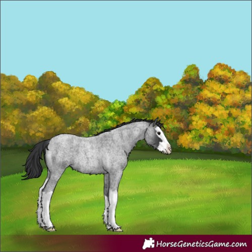 Horse Color:Blue Roan Splash 