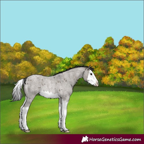 Horse Color:Grullo Roan Splash Rabicano 