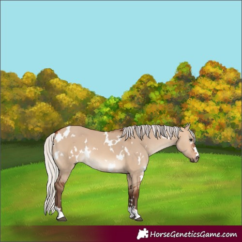 Horse Color:White Spotted Silver Bay Dun 