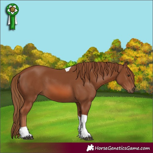 Horse Color:Chestnut Tobiano 