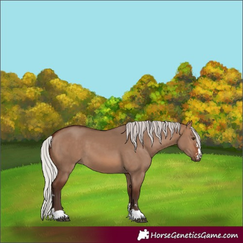 Horse Color:Silver Brown Dun 