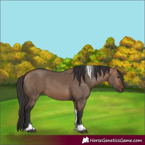 Horse Color:Bay Dun Tobiano 