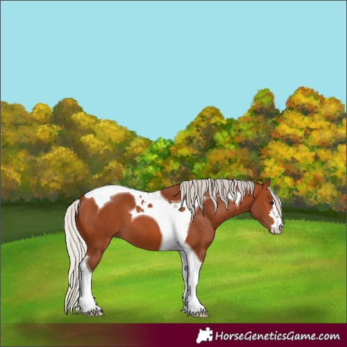 Horse Color:Silver Bay Tobiano 
