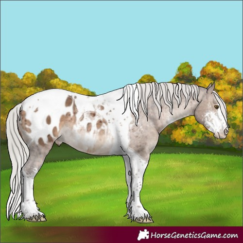 Horse Color:Silver Brown Dun Sabino Tobiano Appaloosa Rabicano Brindle 