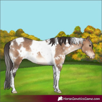 Horse Color:White Spotted Brown Dun Tobiano Varnish Rabicano 