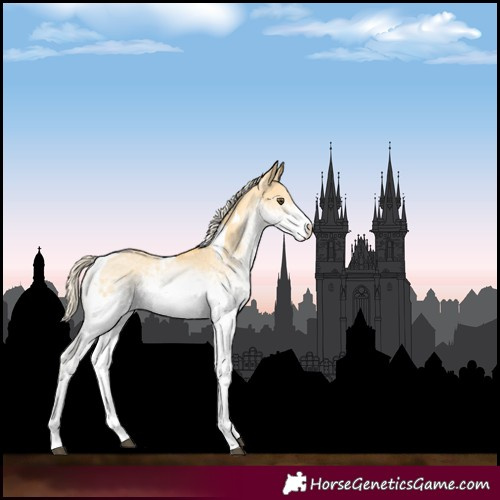 Horse Color:White Spotted Palomino Dun Tobiano 