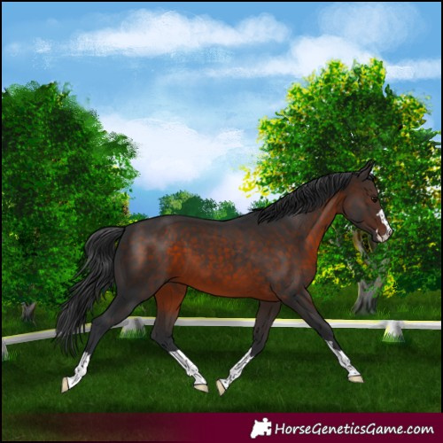 Horse Color:Brown 