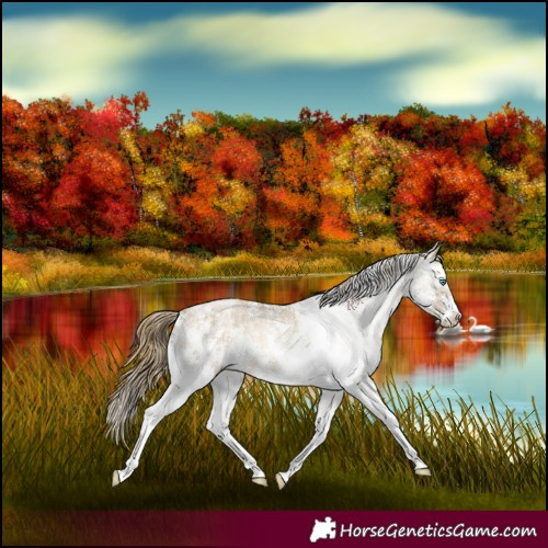 Horse Color:Buckskin Pearl Sabino
